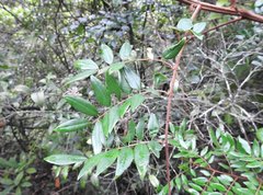 Caesalpinia vernalis