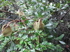 Caesalpinia vernalis