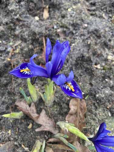Iris reticulata (Iris reticulata)