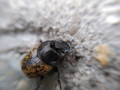 Onthophagus gibbulus