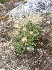 Antennaria monocephala