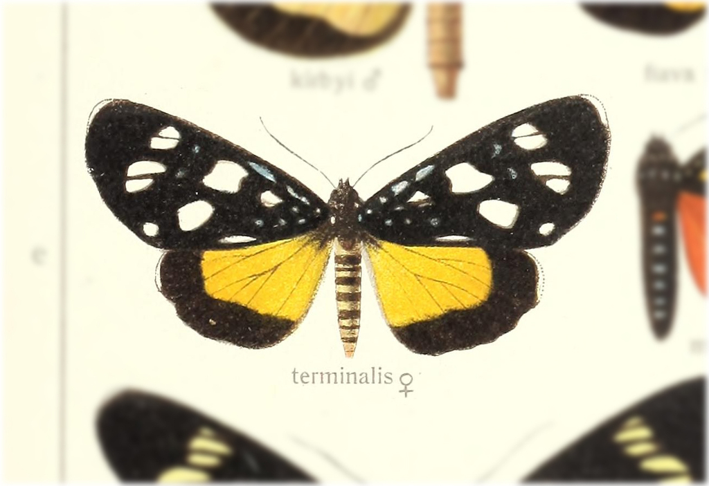 Heraclia terminatis