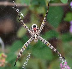 Argiope magnifica