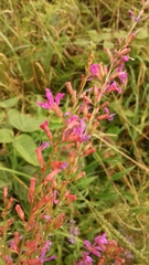 Lythrum virgatum