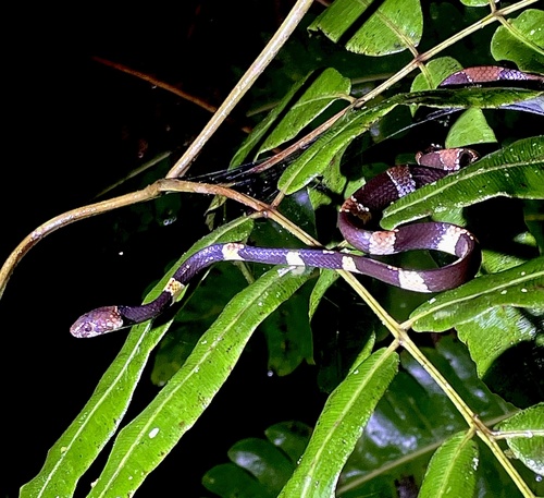 Photo of a Hidden Snail-eating Snake (Dipsas aparatiritos)