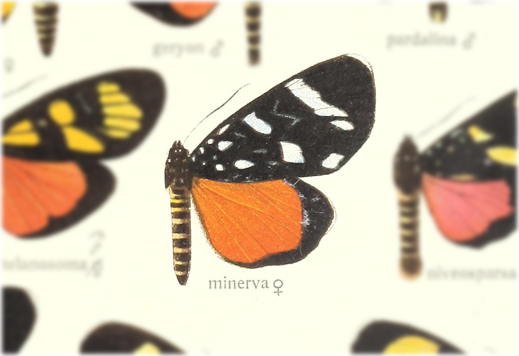 Heraclia deficiens