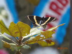 Papilio garamas garamas