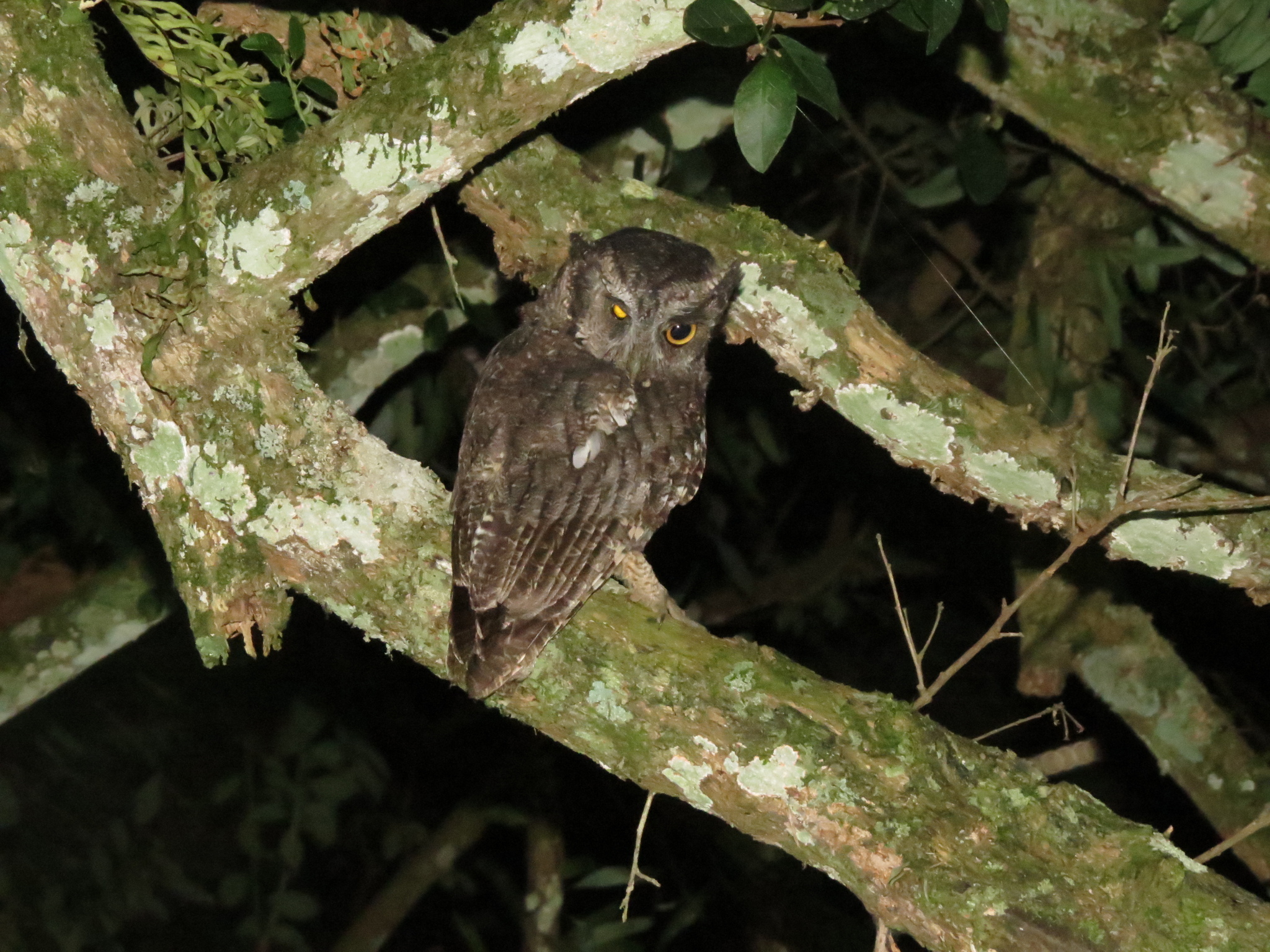 Long-tufted Screech Owl (Megascops sanctaecatarinae), photo 4