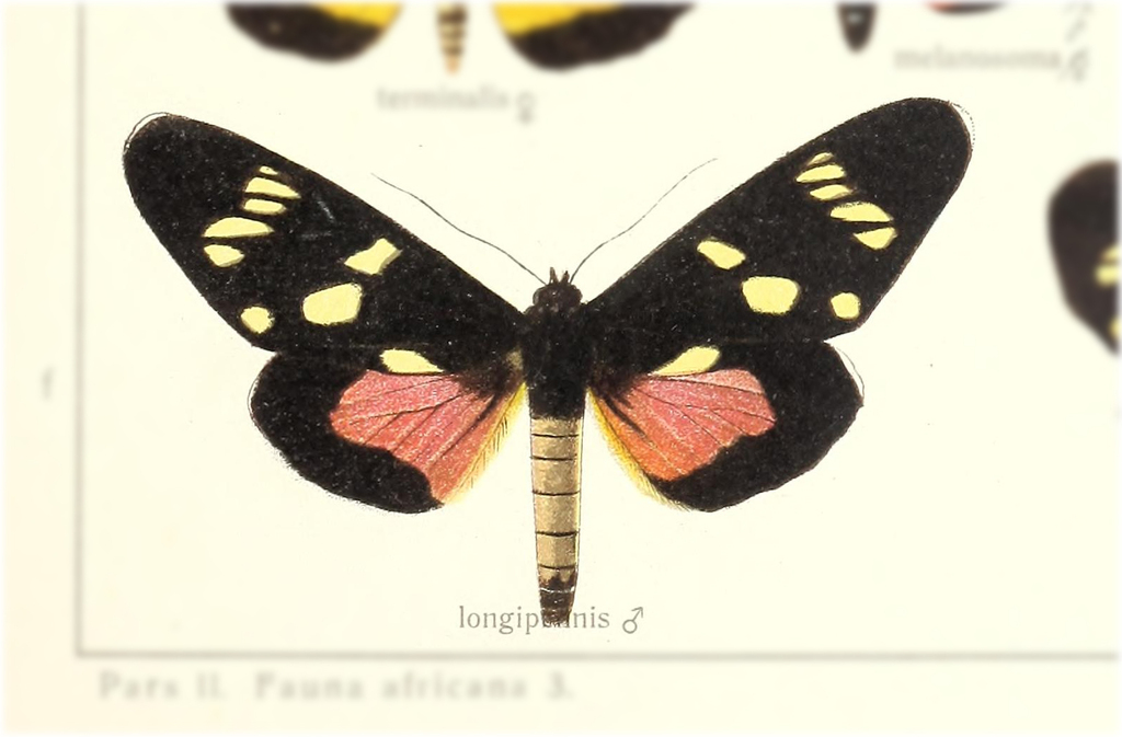 Heraclia longipennis
