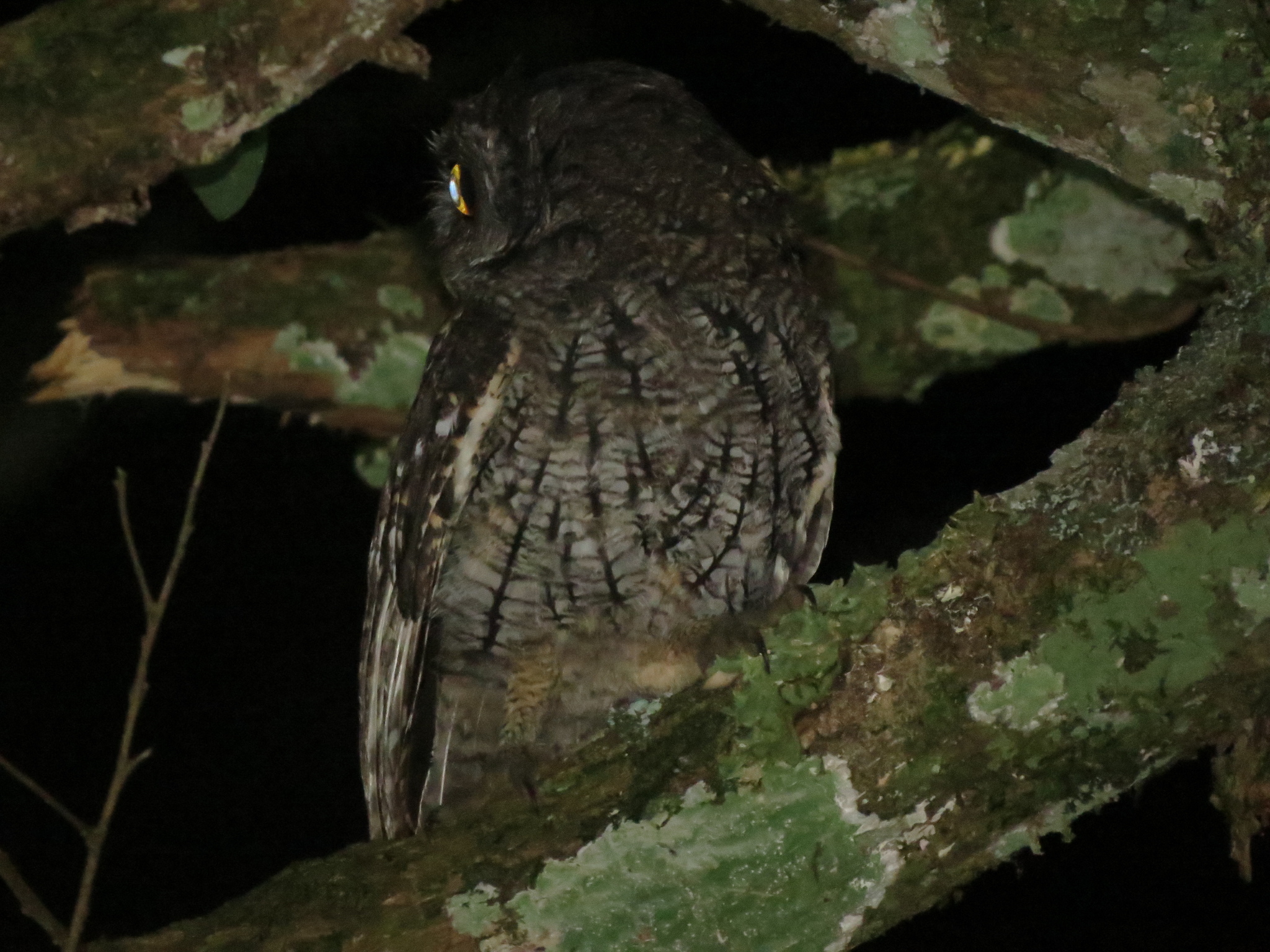 Long-tufted Screech Owl (Megascops sanctaecatarinae), photo 5