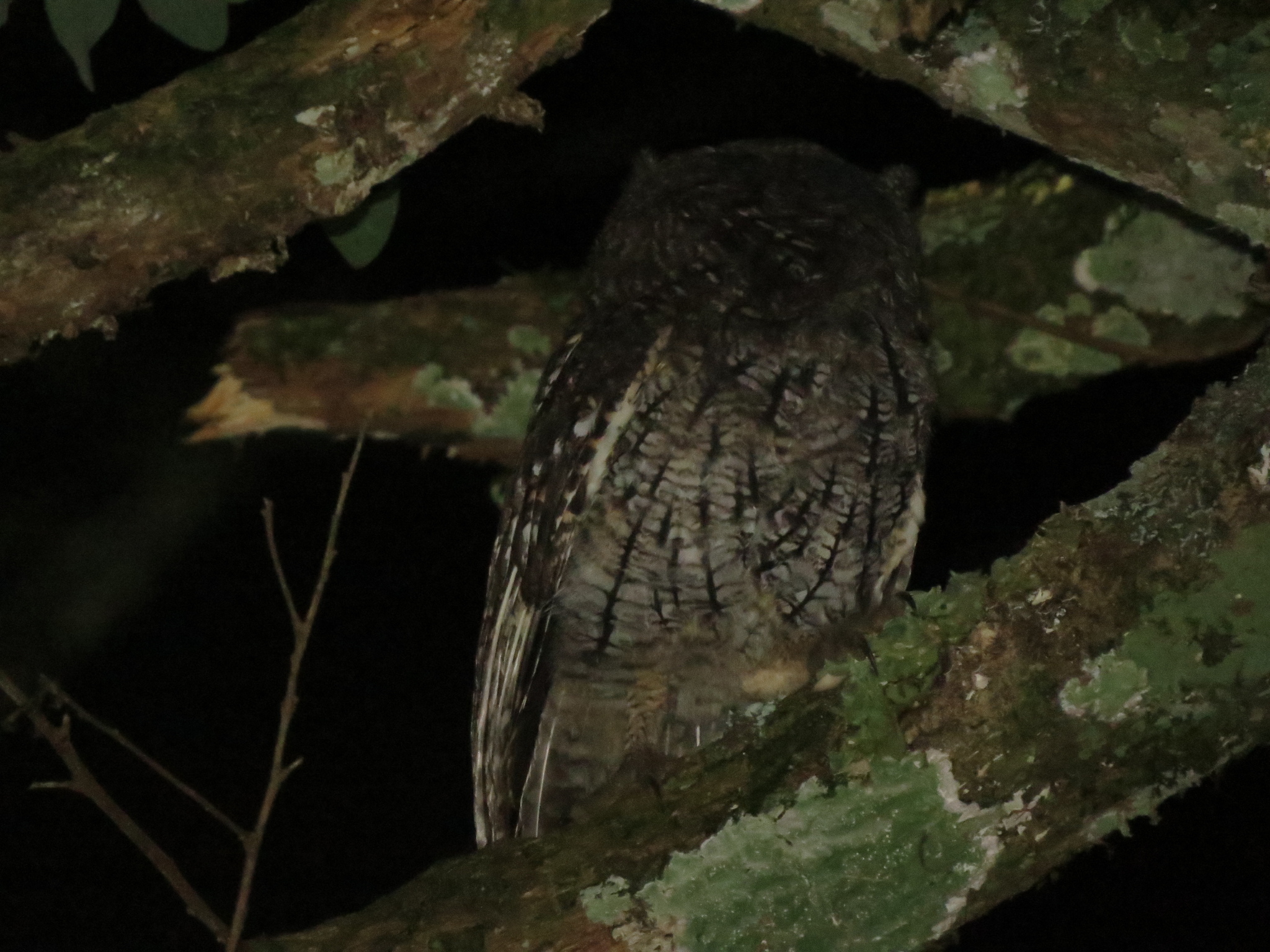 Long-tufted Screech Owl (Megascops sanctaecatarinae), photo 7