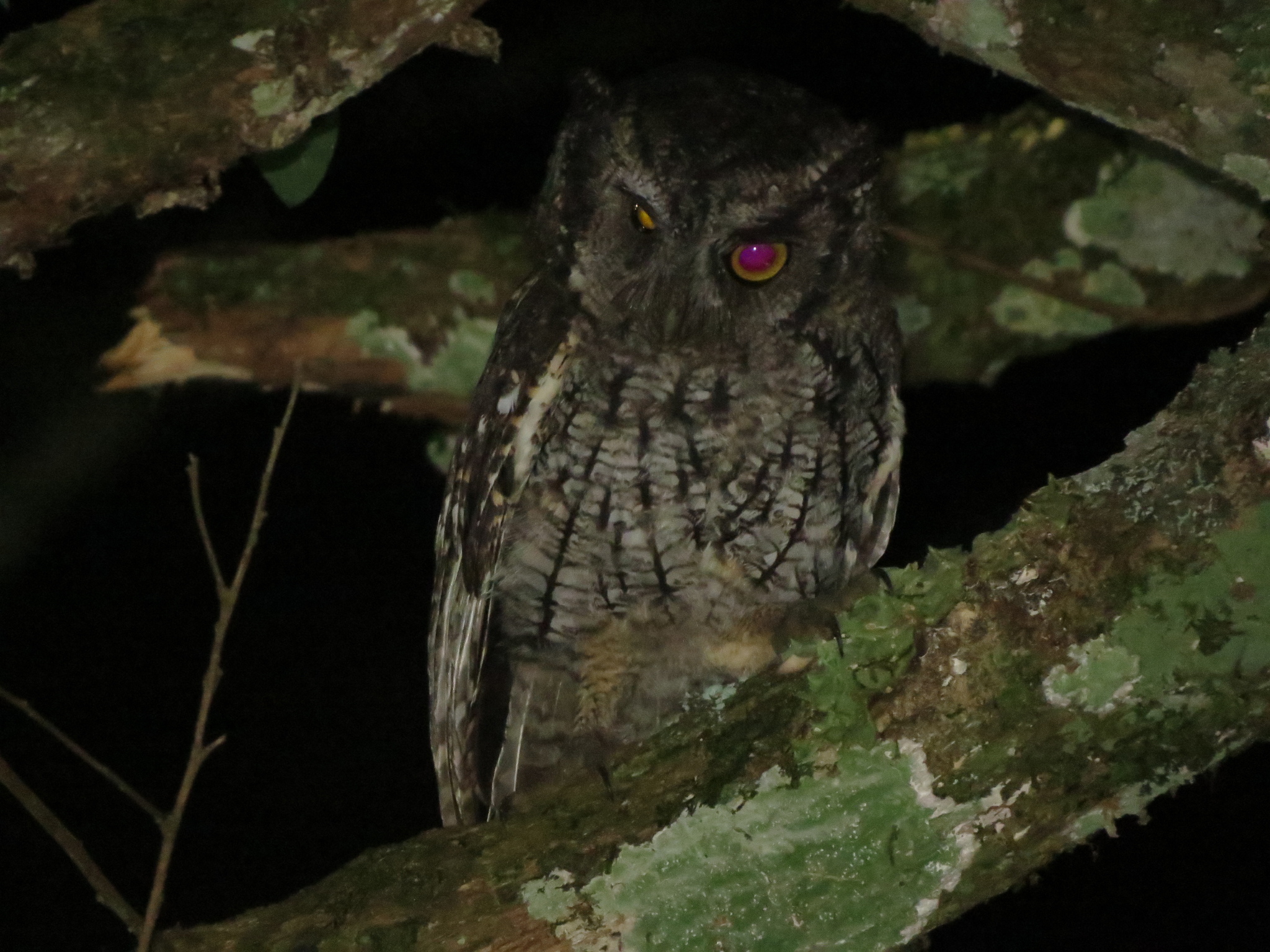 Long-tufted Screech Owl (Megascops sanctaecatarinae), photo 6