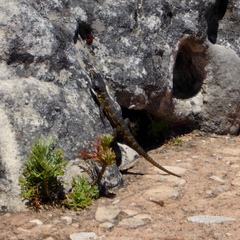 Pseudocordylus microlepidotus microlepidotus