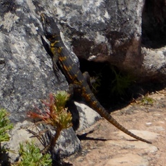 Pseudocordylus microlepidotus microlepidotus