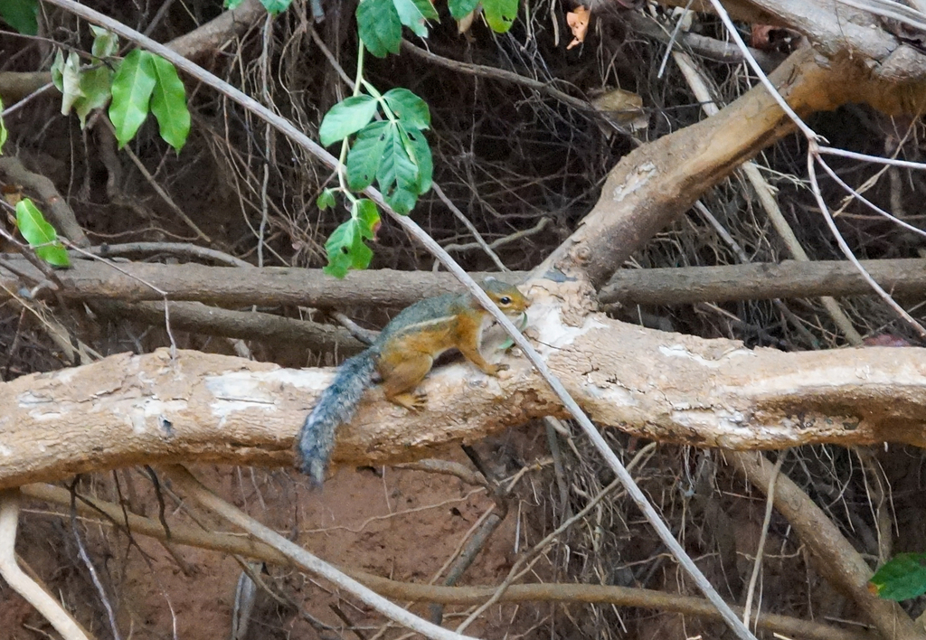 Fire-footed Rope Squirrel