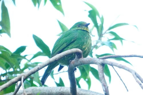 Golden-breasted Fruiteater (Pipreola aureopectus)