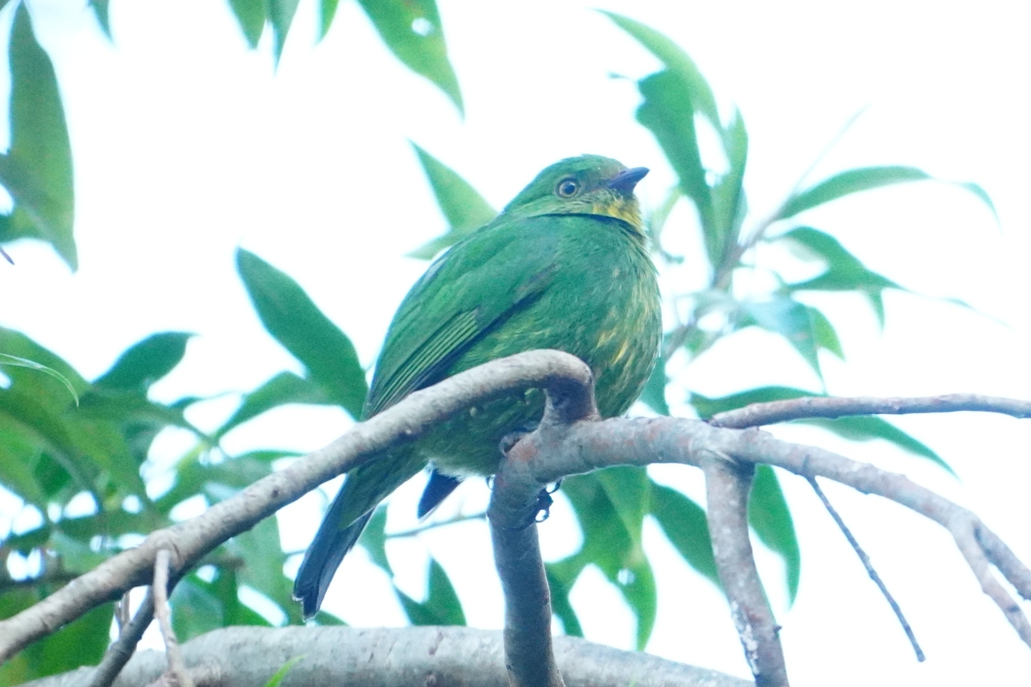 Golden-breasted Fruiteater (Pipreola aureopectus), photo 1