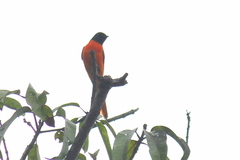 Pericrocotus flammeus