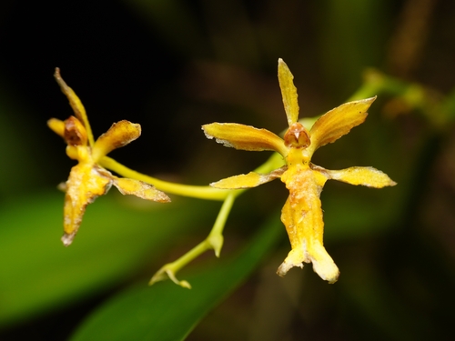 Image of Oncidium chrysomorphum by (c) Daniel Mesa, some rights reserved (CC BY)