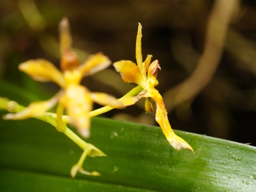 Image of Oncidium chrysomorphum by (c) Daniel Mesa, some rights reserved (CC BY)