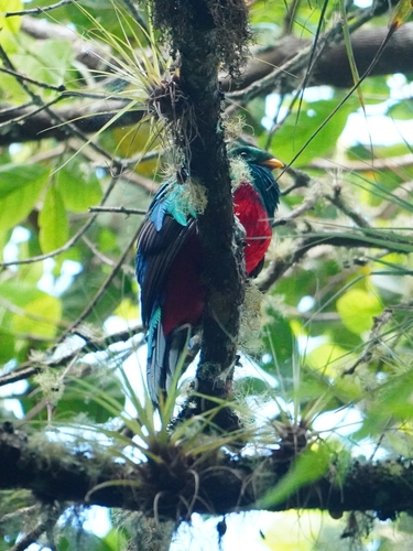 White-tipped Quetzal (Pharomachrus fulgidus)