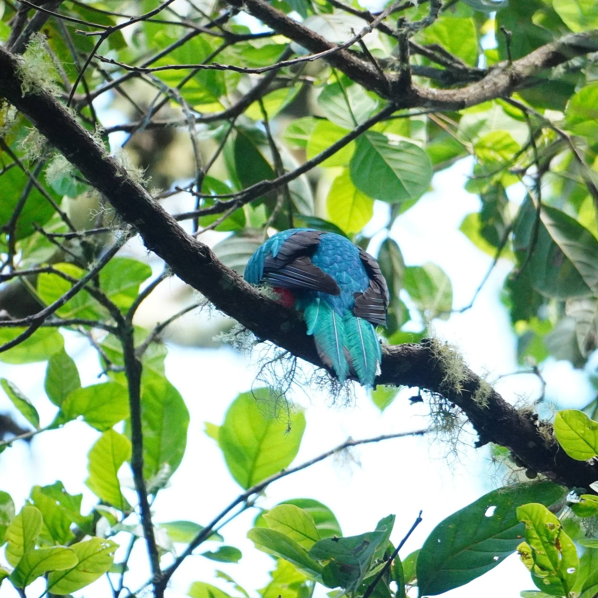 White-tipped Quetzal (Pharomachrus fulgidus), photo 2
