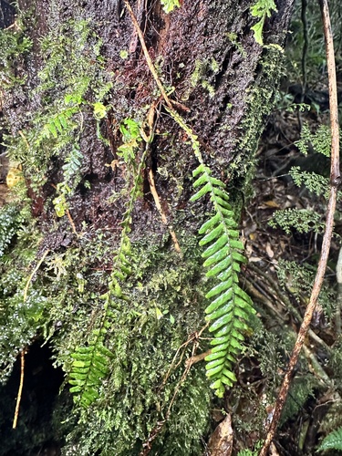 Prosaptia contigua observed 2025-02-13