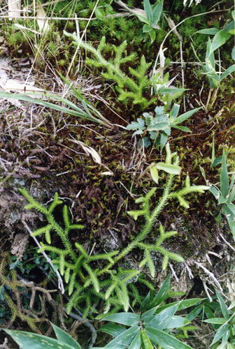 Lycopodium japonicum, photograph 2