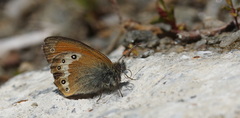 Coenonympha gardetta darwiniana