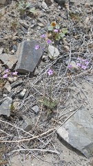 Gilia cana