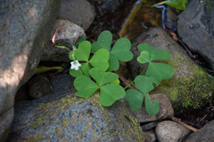 Oxalis trilliifolia