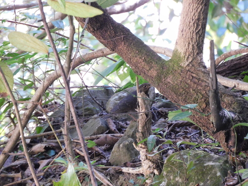Long-billed Thrush (Zoothera monticola)