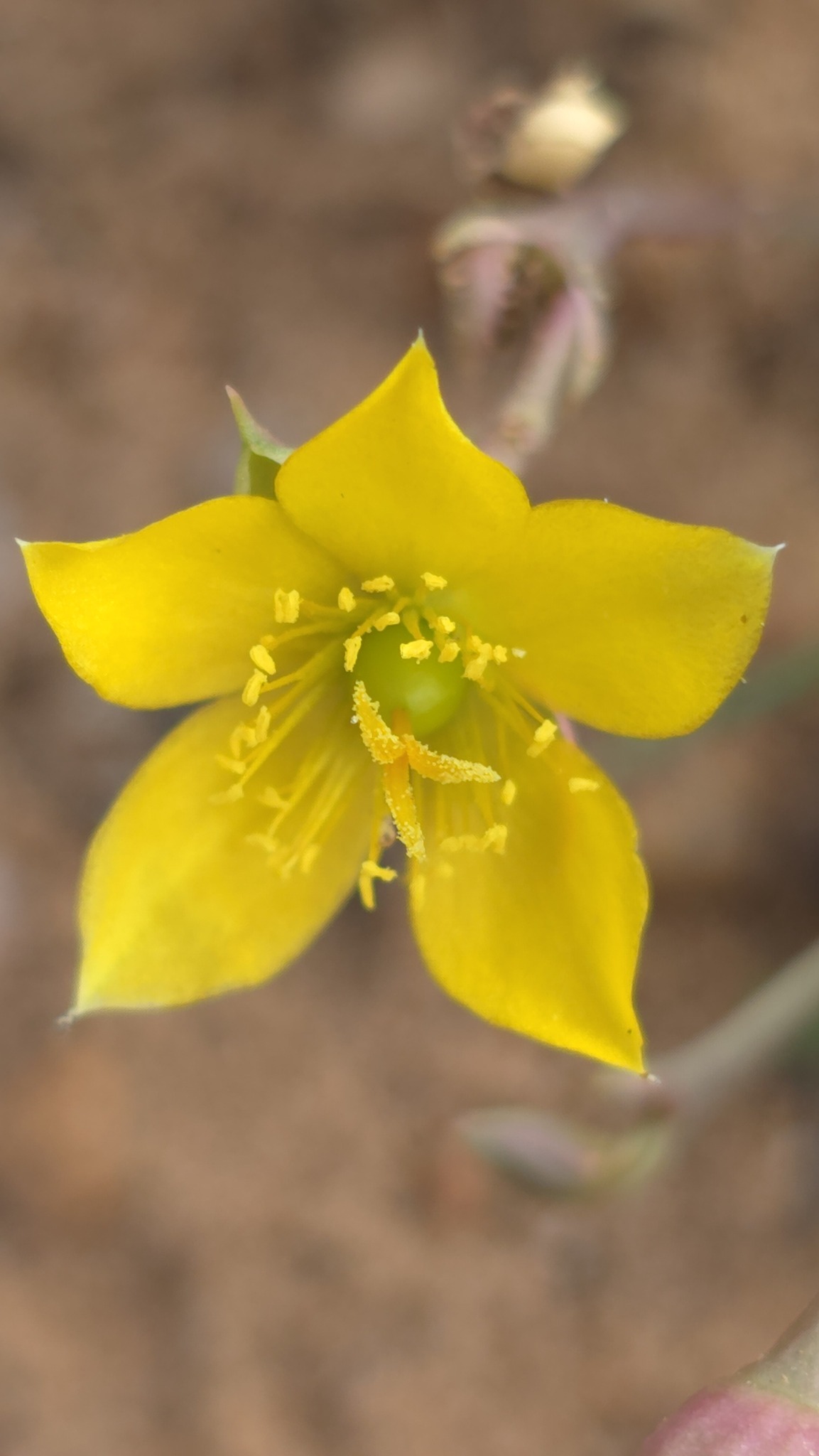Talinum esculentum (Aubl.) DC. 3