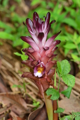 Curcuma decipiens