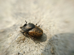 Onthophagus gibbulus
