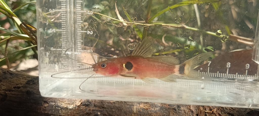 Two-Spot Mystus