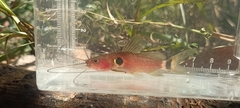Two-Spot Mystus photo 1