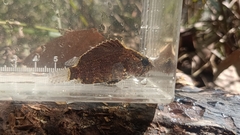 Bornean Leaffish photo 2