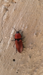 Elater ferrugineus