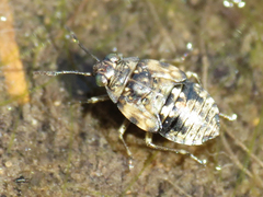 Saldidae