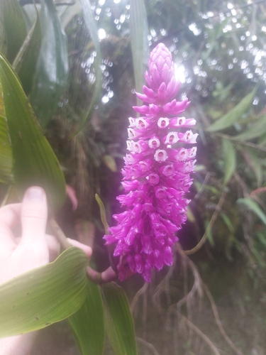 Elleanthus robustus, photograph 3