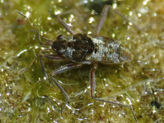 Microvelia