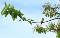 Pericrocotus flammeus