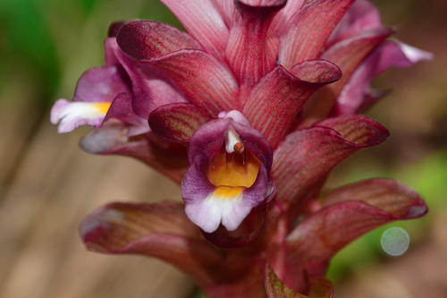 Image of Curcuma decipiens by no rights reserved