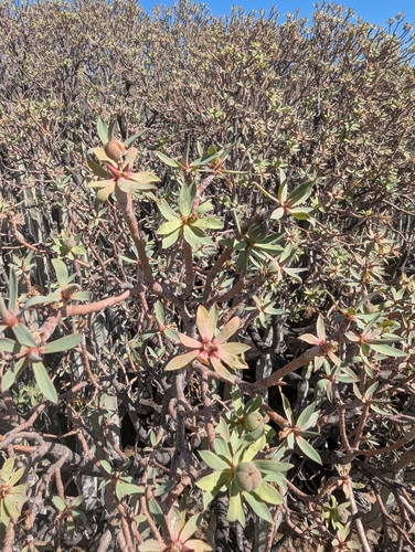 Image of Euphorbia balsamifera by no rights reserved