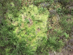 Sphagnum subnitens
