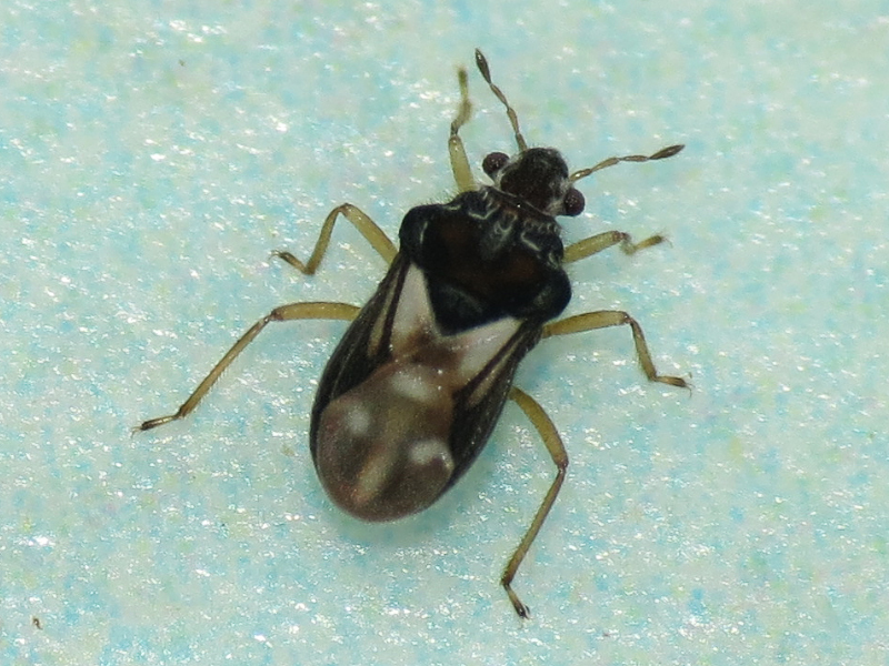 Merragata