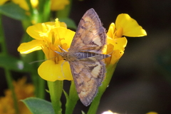Pyrausta californicalis