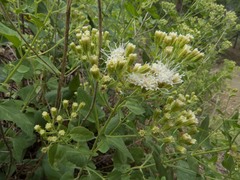 Ageratina herbacea