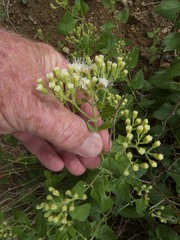 Ageratina herbacea